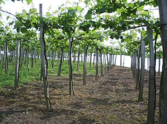 Txakoli vines in the Getaria region. Basque Country, Spain. Credits: www.wikipedia.org