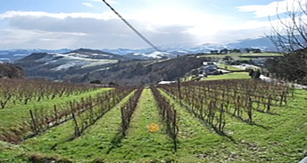 Txakoli vines near the town of Zarautz, Basque Country, Spain. Credits: CC BY-SA 3.0 www.wikipedia.org