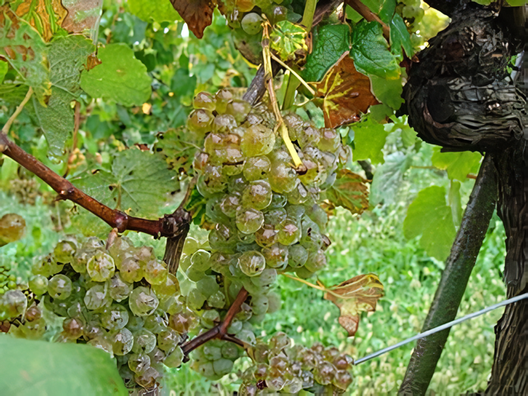 Hondarrabi Zuri, the grape variety native of Basque Country mainly used for Txakoli wine. Credits: CC BY-SA 4.0 www.wikipedia.org