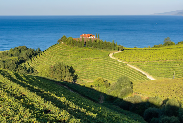 Vineyards in Getaria, one of the three main wine-producing areas of Txakoli wine, overlooking the Cantabrian Sea. Basque Country, Spain. Credits: www.winetourism.com