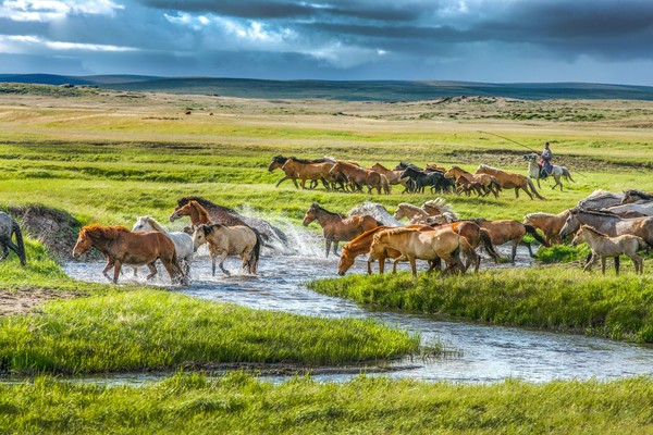 锡林郭勒盟 Xilingol League 자일링골 리그 말떼 ⓒ내몽골문화관광청 제공