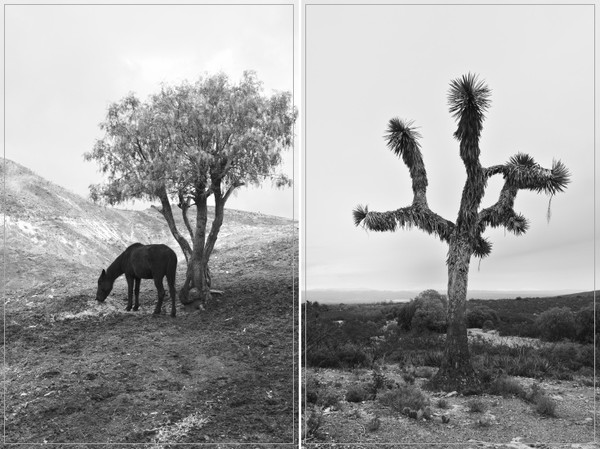 레알 데 까똘세, 멕시코, 2023