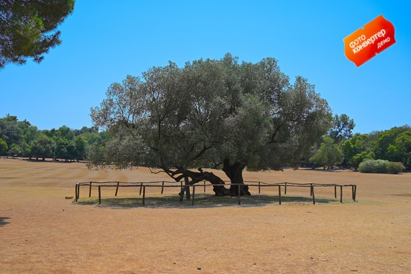 1600 year old olive tree in Brijuni (Photo by LBK)