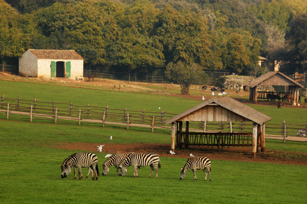 Safari in the Brijuni National Park (photo by NP Brijuni)