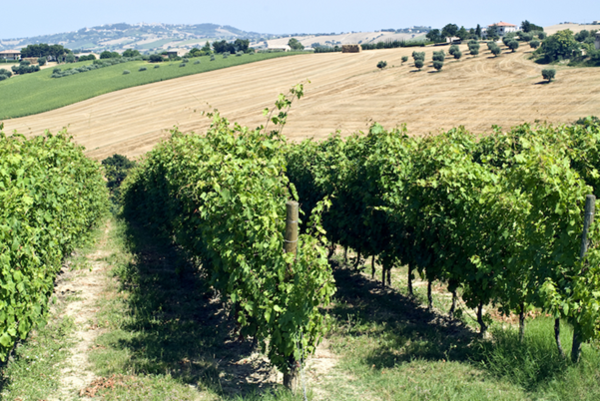 Pecorino grape vineyards. Credits www.svinando.com