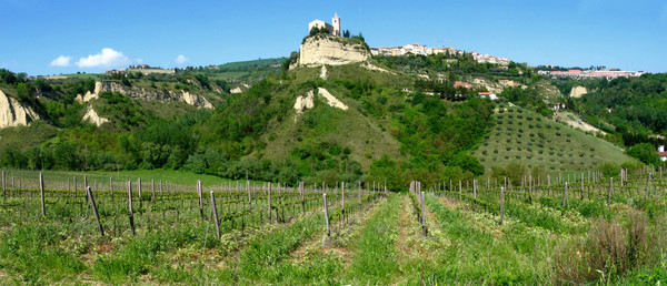 Pecorino grape vineyards in the countryside of the Marche region. Credits CC BY-SA 2.0 www.wikipedia.org