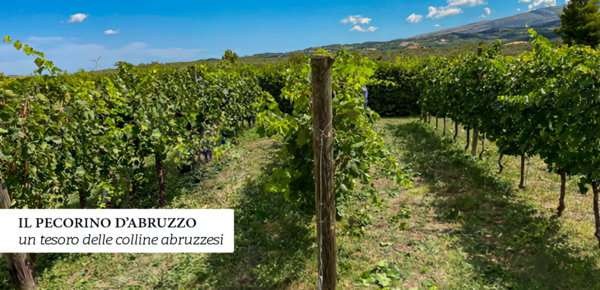 Pecorino grape vineyards in the Italian region of Abruzzo. Credits www.cantinaterzini.it