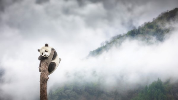 Marco Gaiotti_  Habitat_A giant panda in Sichuan, Soouthern China, in a foggy morning.
