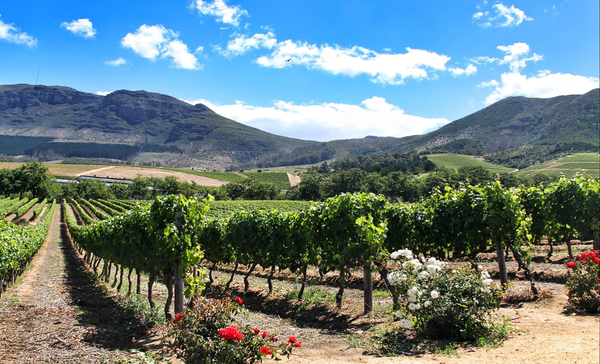 Vineyards in Constantia, the oldest wine growing area in South Africa. Credits CC BY-SA 3.0 www.wikipedia.org