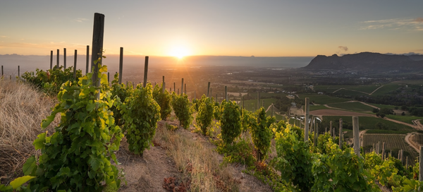 Vineyards in Constantia wine region. South Africa. Credits www.kleinconstantia.com via www.vitae.aisitalia.it