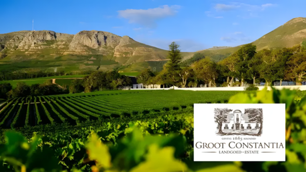 Groot Constantia Estate, vineyards of Muscat Blanc à Petit Grain, also known as Muscat de Frontignan. (C)www.sommelier.blog
