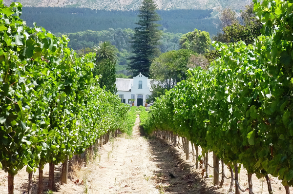 Vineyards in Constantia, the oldest wine growing area in South Africa. Credits CC BY “South Africa” www.wikipedia.org