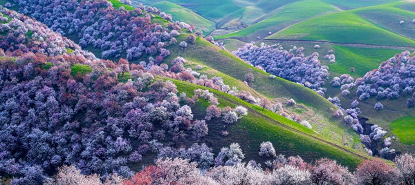  ⓒ신장문화관광청 제공《美丽的伊犁杏花谷》아름다운 이리 살구꽃 계곡