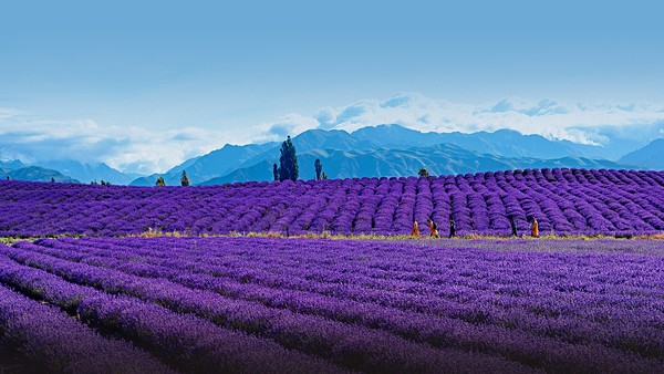 ⓒ신장문화관광청 제공 新疆伊犁薰衣草 신장이리 라벤더