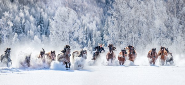 ⓒ신장문화관광청 제공《雪原万马奔腾》설원에서 천마가 질주하다.