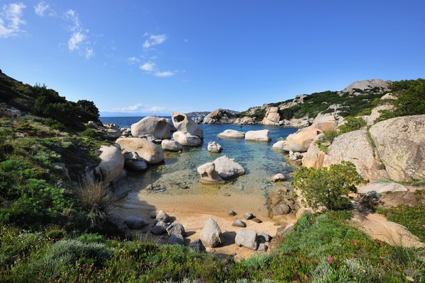 testa del polpo grande