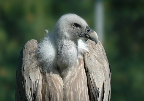 Griffon Vulture (total-croatia-news.com)