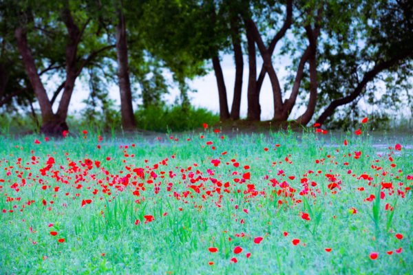 한용길, 양귀비 135mm F5.6 1/200s ISO200
