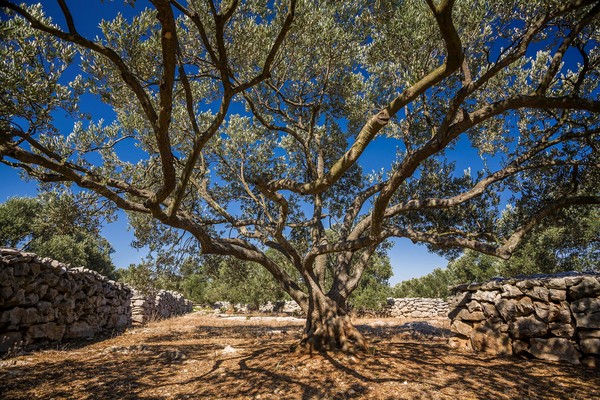 Olive groves of Dugi otok, by Zoran Jelaca (CNTB)