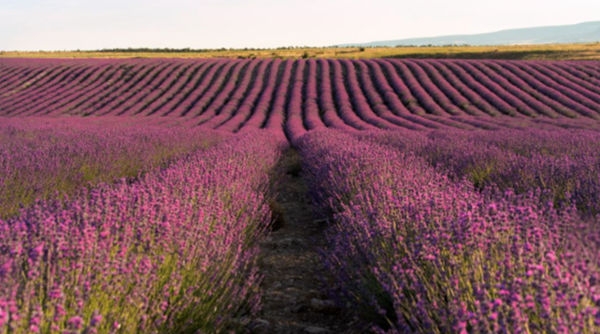 흐바르 섬의 라벤더 밭 (사진제공_크로아티아관광청,CNTB)