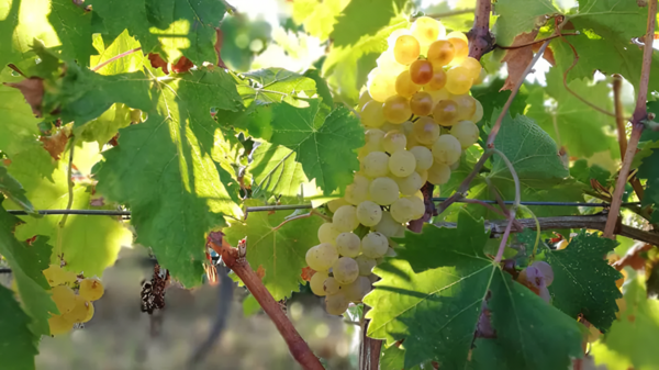 A bunch of Vermentino grapes. Gallura, Sardinia. Credits: www.bevisardo.it
