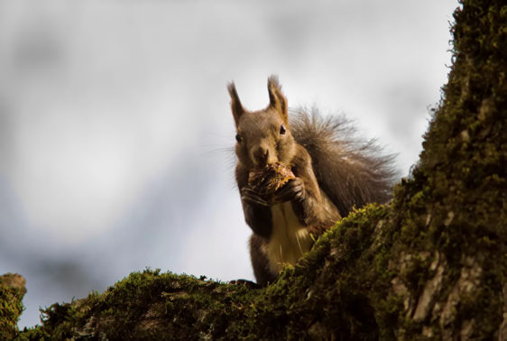 다양한 동물들을 만날 수 있는 국립공원 (사진_크로아티아관광청/CNTB)