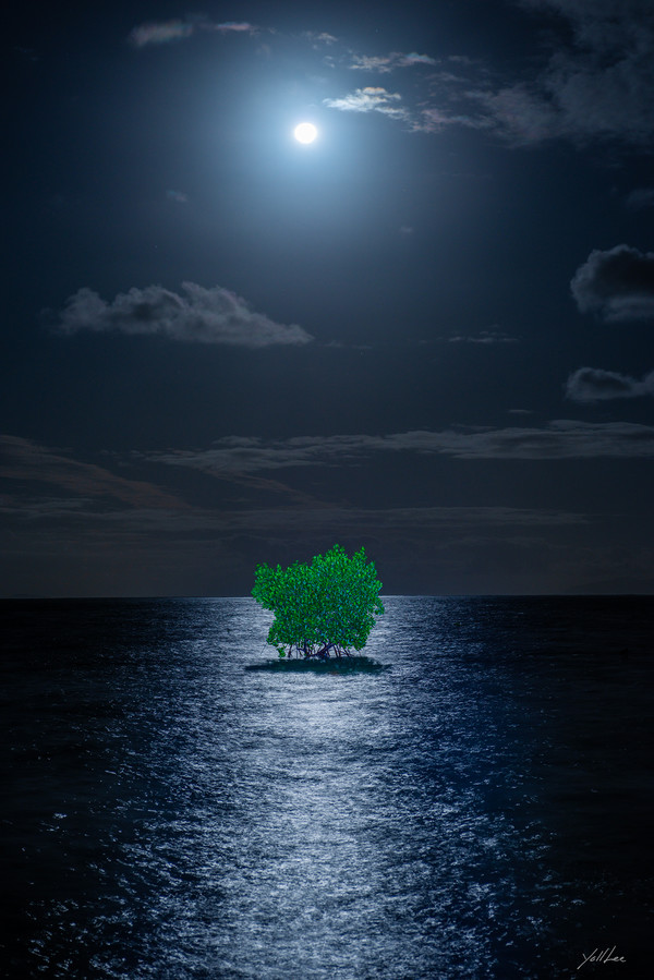 Moonlight Mangrove_Tokuo 2023