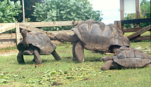 giant turtle. 출처_ko.wikipedia.org