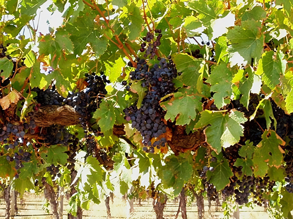 Bunches of grapes in the Barossa Valley. South Australia. Credits: CC BY-SA 2.0 www.wikipedia.org