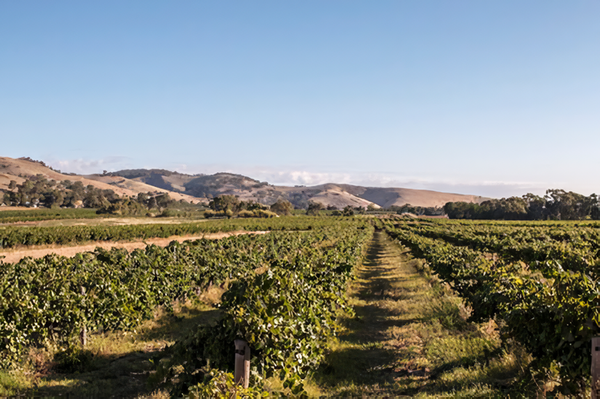 Grape vineyards in the Barossa Valley, South Australia. Credits: CC BY-SA 4.0 www.wikipedia.org