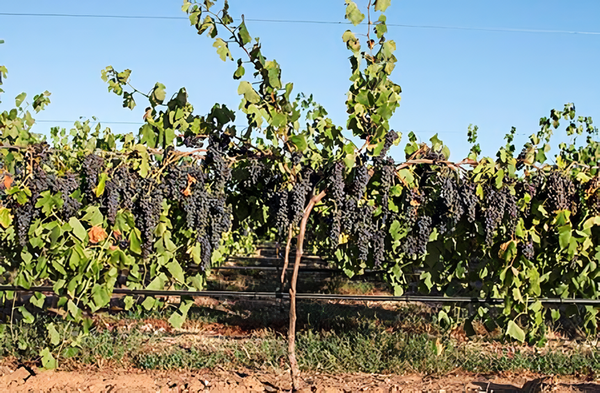 Bunches of grapes in the Barossa Valley, South Australia. Credits: CC BY-SA 4.0 www.wikipedia.org