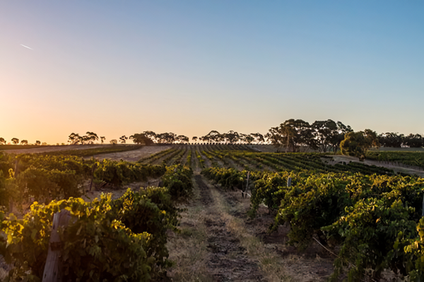 Grape vineyards in the Barossa Valley, South Australia. Credits: CC BY-SA 4.0 www.wikipedia.org