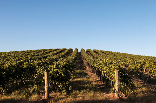 Grape vineyards in the Barossa Valley, South Australia. Credits: CC BY-SA 4.0 www.wikipedia.org