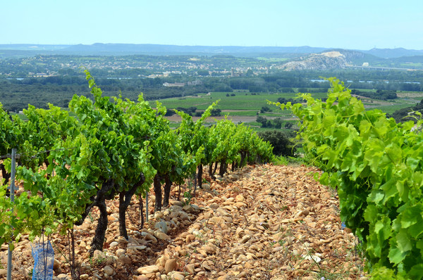 Vineyards around the village of Chateauneuf du Pape with galet roulés, the typical pebbles of the Provence countryside. Credits: CC BY-SA www.wikipedia.org