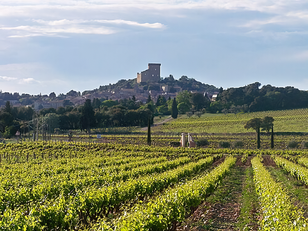 Vineyards with the village of Chateauneuf du Pape and the remains of the castle of Pope John XXII in the background. Credits: CC BY 2.0 www.wikipedia.org