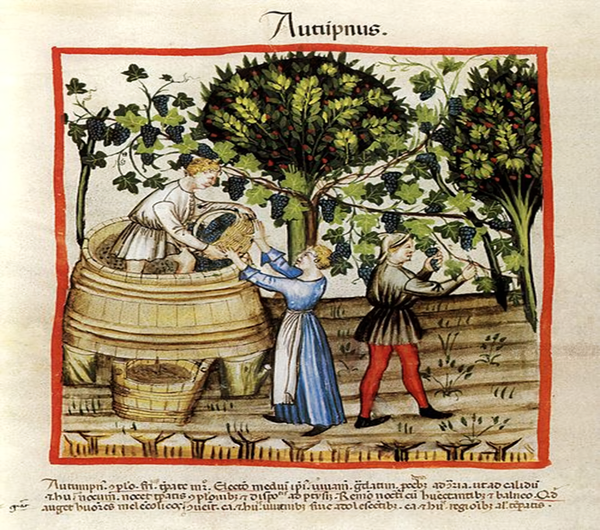 Depiction of a grape harvest in a XIV century manuscript. Credits: Public Domain, www.wikipedia.org