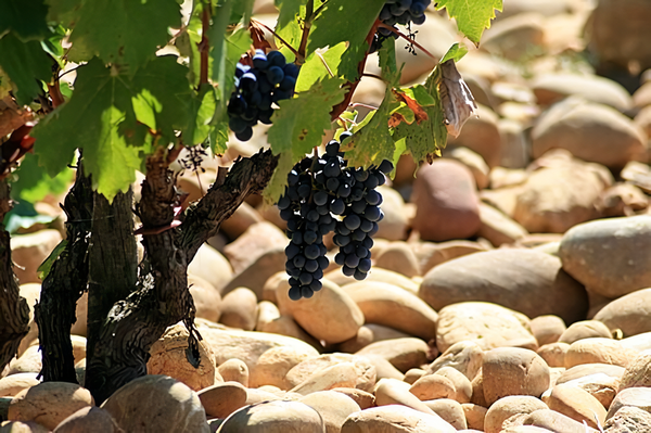 Grapevine nearby Chateauneuf du Pape with galet roulés, the typical pebbles of Provence countryside. Credits: CC BY 2.0 www.wikipedia.org
