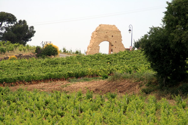Vineyards in spring around the village of Chateauneuf du Pape. Credits: CC BY 2.0 www.wikipedia.org