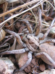 Tarantula, wikipedia