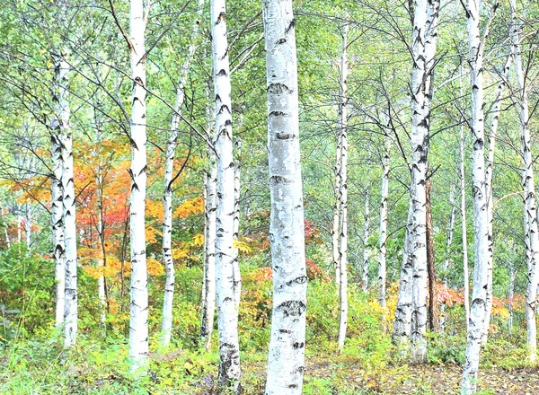박종호, 태백 심수령, 48mm  F1.7  1/370s  ISO50