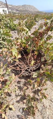 Kouloura, “crown” or “nest”. Credits: www.ilnomadedivino.com