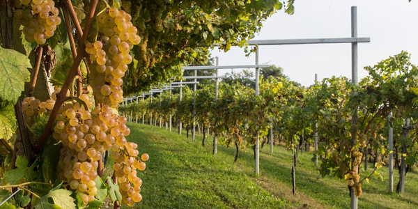 Erbaluce grape vineyards. Credits: www.grandibottiglie.com