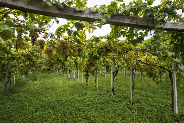 Erbaluce grape vineyards. Credits: www.svinando.com