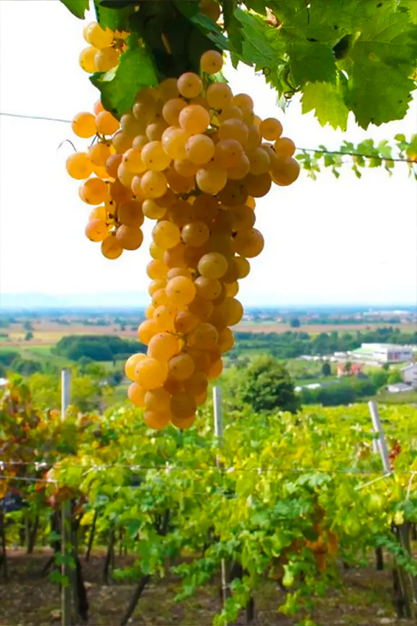 A bunch of Erbaluce grapes with vineyards in the Canavese area. Piemonte region, Italy. Credits: www.cascinafacelli.com