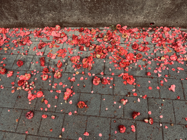 임근수, 동백꽃, 26mm F1.6 1/375s ISO50