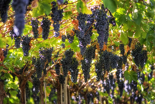 Bunches of grapes in the vineyards of Valpolicella. Credits: CC BY 2.0 www.wikipedia.org