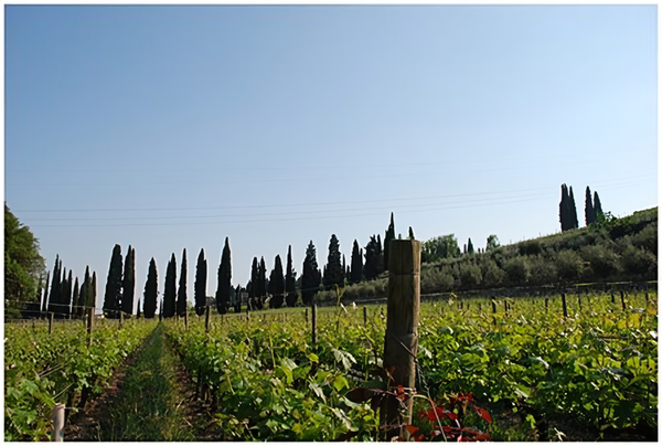 Vineyards in the Valpolicella wine region. Credits: CC BY-SA 2.0 www.wikipedia.org