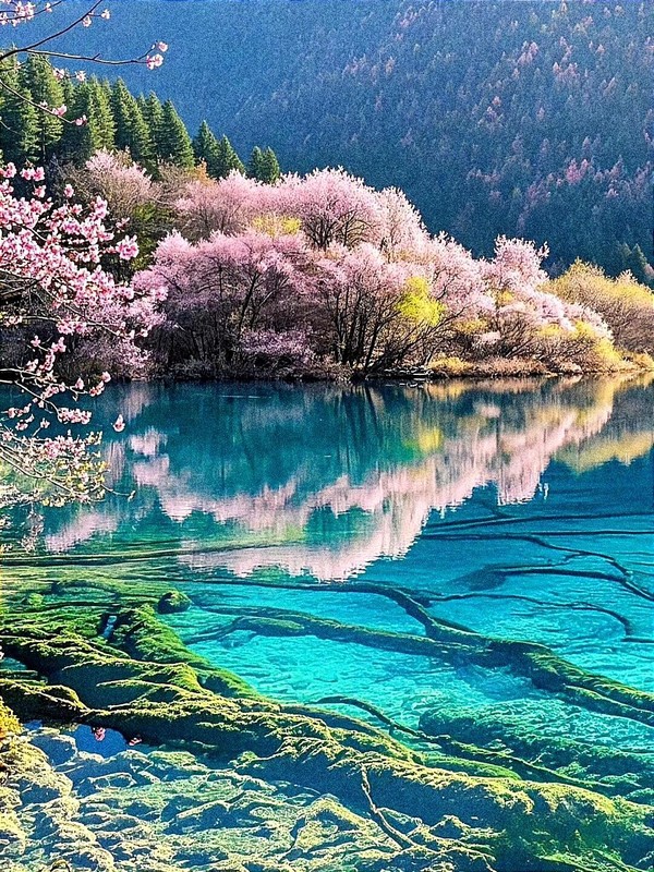ⓒ쓰촨성문화관광청 제공, 九寨沟的春天 구채구의 봄