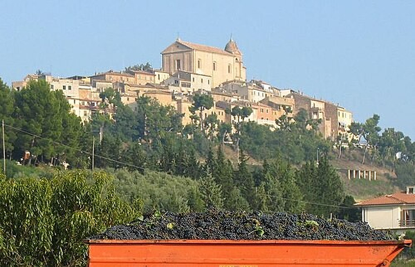 Sangiovese grapes harvest in the town of Montepulciano. Credits: CC BY-SA 2.0 www.wikipedia.org