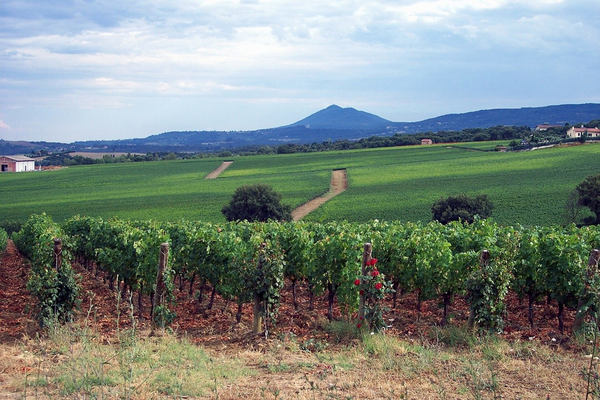 Sangiovese grape vineyards in the Val D’Orcia, nearby the towns of Montepulciano, with Monte Amiata in the background. Credits: CC BY-SA 3.0 www.wikipedia.org